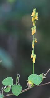 Image result for Rhynchosia