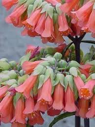 Summer Sale Lucky Bells Lucky Bell Blooming Plants Succulents