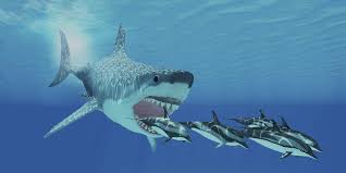 It's actually sad to see people who disagree with megalodon winning the fight with an animal get basically attacked and being called megalodon hater by fanboys, not only for megalodon vs mosasaurus but for animals like the blue whale and aust colossus would defeat a megalodon. 10 Interesting Facts About Megalodon