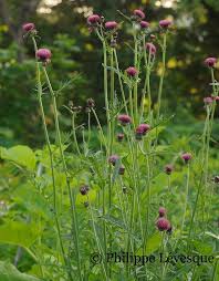 Image result for Cirsium