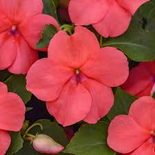 Image result for Impatiens burtonii