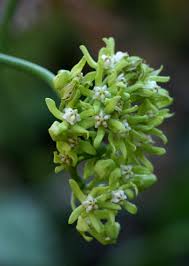 Image result for Cynanchum viminale