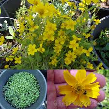 Image result for Guizotia