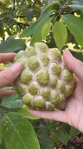 Image result for Annona squamosa