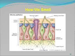 The presentation can either be chronic or acute. Toxic Encephalopathy Nevada Department Of Health And Human