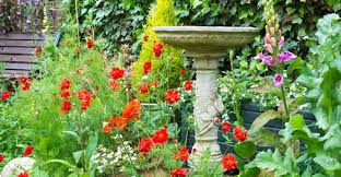 My old cattle dog used to do you love to indulge blue jays, cardinals, titmice, woodpeckers, finches, and robins with suet or birdseed? Top 5 Tips Maintaining A Bird Bath My Garden Life
