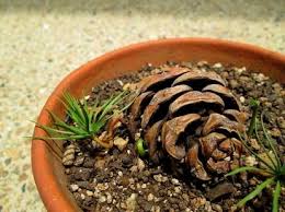 How do i grow bonsai tree from seed? Dishfunctional Designs Diy Pine Cone Bonsai How To Make A Pine Cone Bonsai