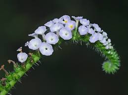 Image result for Heliotropium indicum