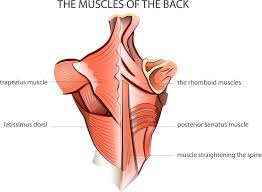 Muscles chart description muscular body man stock vector. 13 Best Back Exercises For Women For A Strong And Sexy Back