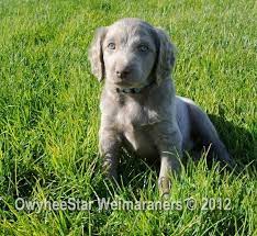 Weimaraner Golden Retriever Mix Puppies Off 61 Www Usushimd Com