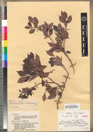 Image result for Mascarenhasia