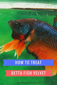 Important Information About Betta Fish Velvet Aboutbettafishtanks Com Betta Betta Fish Betta Fish Care