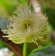 Image result for Aphloia theiformis