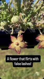 Image result for Ceropegia speciosa