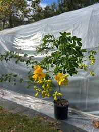 Image result for Senna bicapsularis