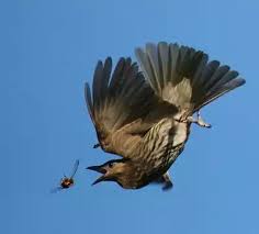 Raptor tribute animal i have become. Raptors In Quran