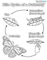 Butterfly Coloring Pages Butterfly Life Cycle Butterfly Coloring Page Life Cycles