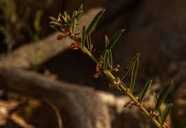 Image result for Indigofera paniculata
