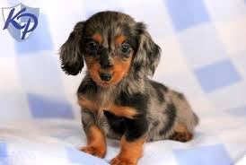 Maybe you would like to learn more about one of these? Toy Dachshund Puppies For Sale Near Me Off 68