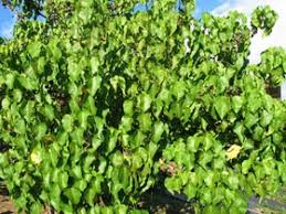 Image result for Thespesia populnea