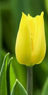 Beaucoup d'espace pour vos mots en bas de la photo. 540 Idees De Tulipes Tulipe Fleurs Belles Fleurs