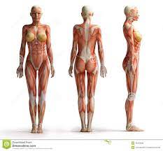 Human muscle system, the muscles of the human body that work the skeletal system, that are under voluntary control, and that are concerned with movement, posture, and balance. The Muscle Structure In Human Body Of Female Anatomy Of Woman Muscle Female Anatomy View Royalty Musculos Femininos Anatomia Do Corpo Humano Anatomia Muscular