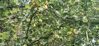 Image result for Combretum mossambicense