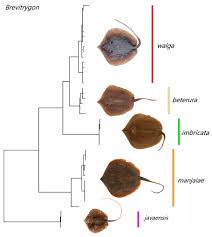 Image result for Tragia brevipes-benthamii-okanyu