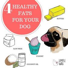 Butter Raw Milk Yogurt And Coconut Oils Are Just As Good For Dogs As They Are For Humans They Can Enjoy Them Too Dogdiets