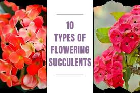 This plant generally develops deep magenta flowers, but pink or white colors and sometimes multicolor flowers can grow. Flowering Succulents The 10 Most Beautiful Species Succulent Alley
