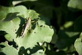 Till vegetable gardens in fall and spring to expose overwintering. Grasshopper Control And Treatments For The Home Yard And Garden