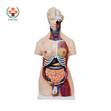 (no reviews yet) write a review. China Sy N018 Human Body Anatomy Sexless Torso Model Male And Female Pvc Human Body China Anatomy Teaching Model