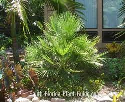 Landscaping Fl Short Palms Etc European Fan Palm Florida Plants Palm Trees Landscaping