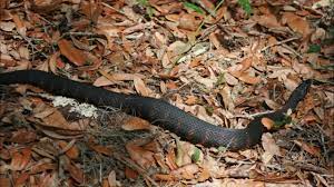Water moccasin the water moccasin, also known as moccasin snake, and cottonmouth (called this because when it is threatened it throws back its trap jaw, water moccasin, and cottonmouth are the more common names for it. Southern Water Snake Or Water Moccasin Youtube