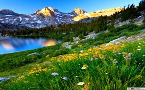 Fiori primaverili fiori bianchi bellissimi fiori fiore di anemone coltivare i fiori alberi in fiore piante da. Natura Fiori Alberi Di Montagna E Il Tramonto Download Di Sfondi Hd