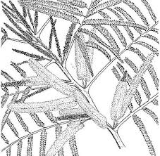 Image result for Entada abyssinica