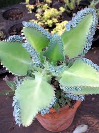 Mudas Raras Kalanchoe Laetivirens Mother Of Thousands Central Do Jardim Jardim De Plantas Suculentas Ideias De Jardinagem Suculentas