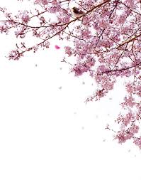 Tons of awesome free fire sakura wallpapers to download for free. Sakura Png Photos Png Lux