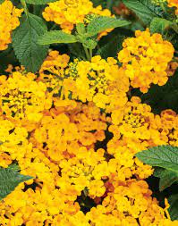 Pin On Drought Tolerant Plants