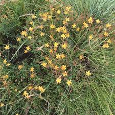 Image result for Hypericum aethiopicum