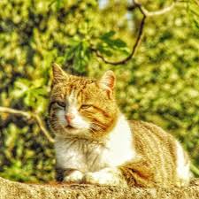 Kocbayir Mirmir Kedi Animals Cats