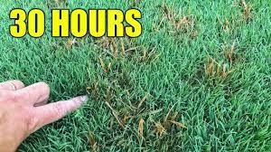 Pin On Bermuda Grass