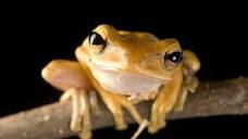 Amphibian Pictures & Facts