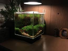 5 Gallon Shrimp Tank Month 5 Shrimp Tank Fish Tank Aquascape Aquarium