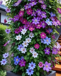 Image result for Clematis welwitschii