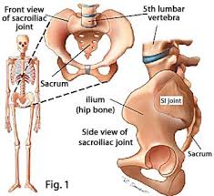 Five vertebrae (l1 to l5) make up the lower part of the spine. Standing Flexion Test Physiopedia