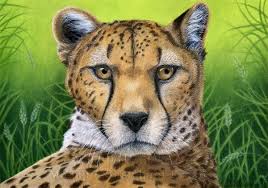 Learn to draw an cheetah step by step images along with easy to follow instruction. Finished Cheetah Drawing And Tutorial Wild Portrait Artist