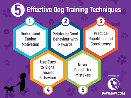 dog training techniques that you should know