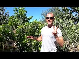 However, in times of drought, it is important to provide them with some extra water. How To Water A Garden Fruit Trees Youtube