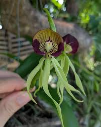Image result for Bulbophyllum cochleatum